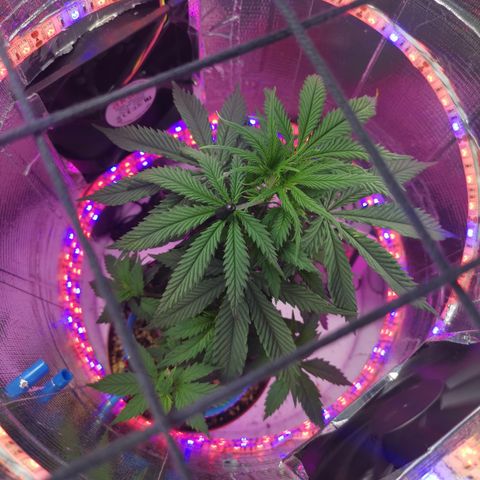 Lucia the 2nd growlog timeline photo