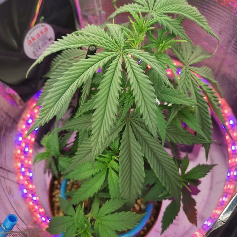 Lucia the 2nd growlog timeline photo