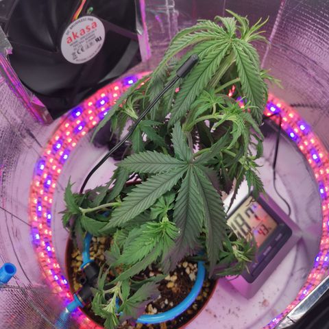 Lucia the 2nd growlog timeline photo