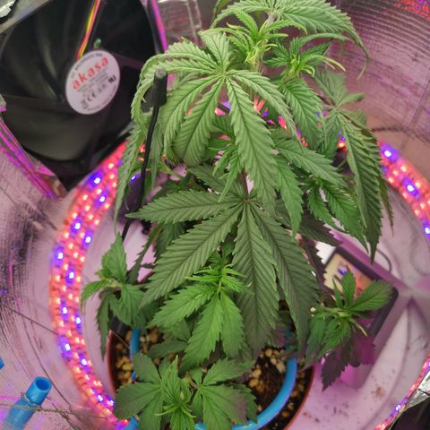 Lucia the 2nd growlog timeline photo