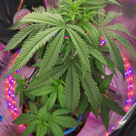 Lucia the 2nd growlog timeline photo