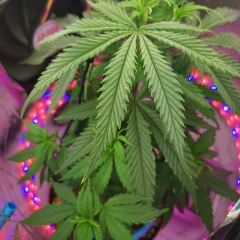 Lucia the 2nd growlog timeline photo