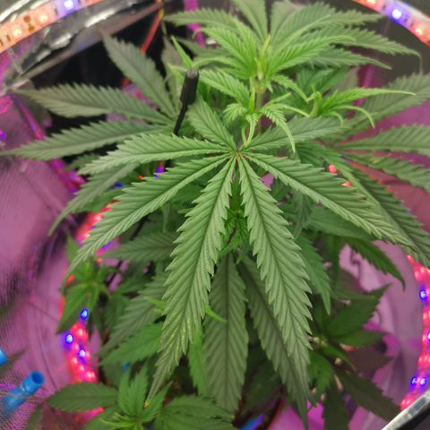 Lucia the 2nd growlog timeline photo