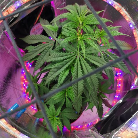 Lucia the 2nd growlog timeline photo