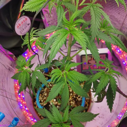 Lucia the 2nd growlog timeline photo