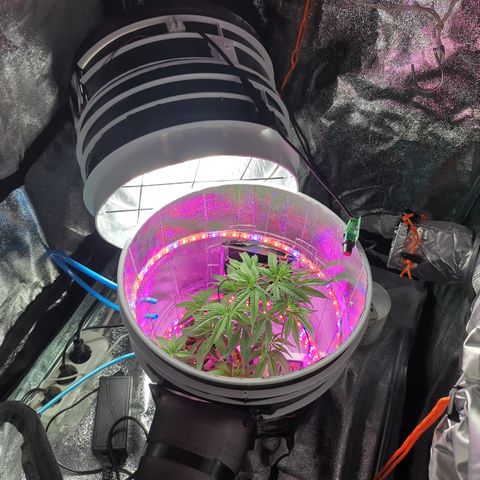 Lucia the 2nd growlog timeline photo