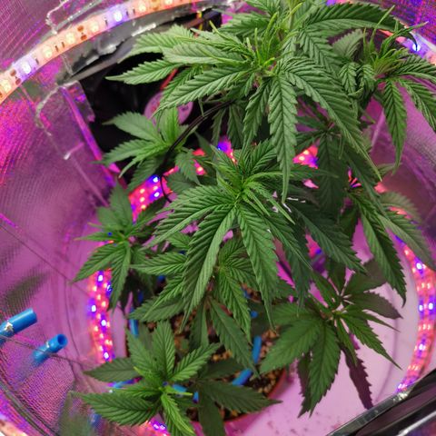 Lucia the 2nd growlog timeline photo