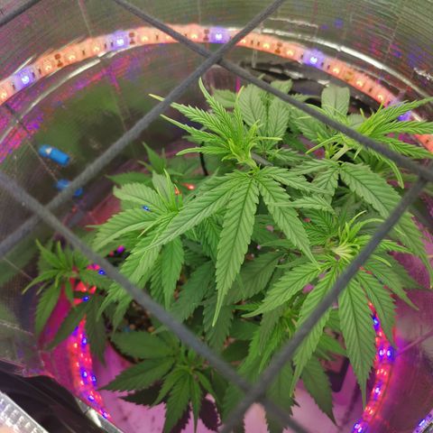 Lucia the 2nd growlog timeline photo
