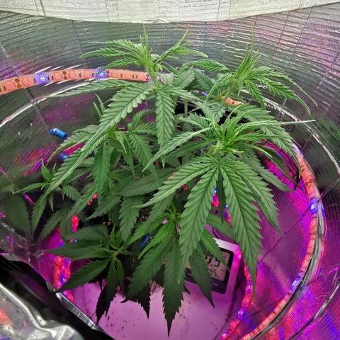Lucia the 2nd growlog timeline photo