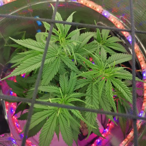 Lucia the 2nd growlog timeline photo