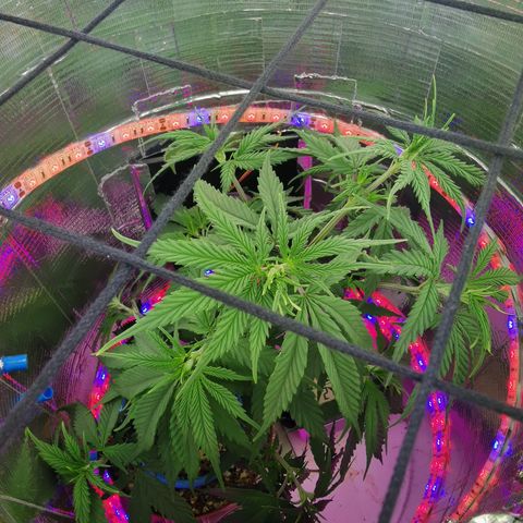 Lucia the 2nd growlog timeline photo