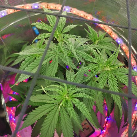 Lucia the 2nd growlog timeline photo