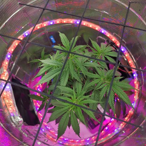 Lucia the 2nd growlog timeline photo