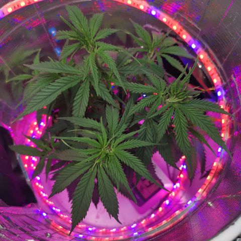 Lucia the 2nd growlog timeline photo