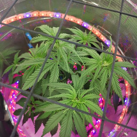 Lucia the 2nd growlog timeline photo