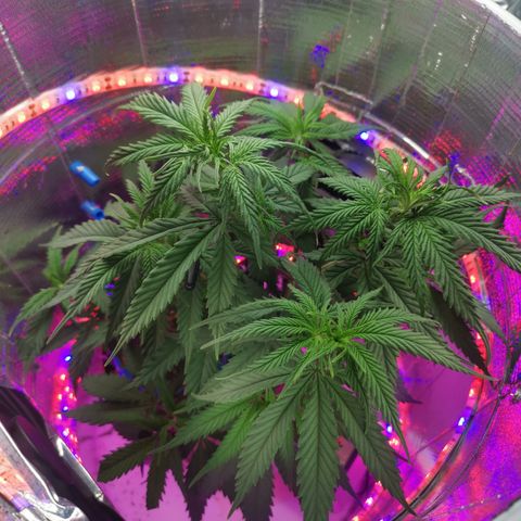 Lucia the 2nd growlog timeline photo