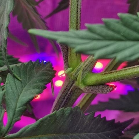 Lucia the 2nd growlog photo: Happy girlsday 😁🙌❤️