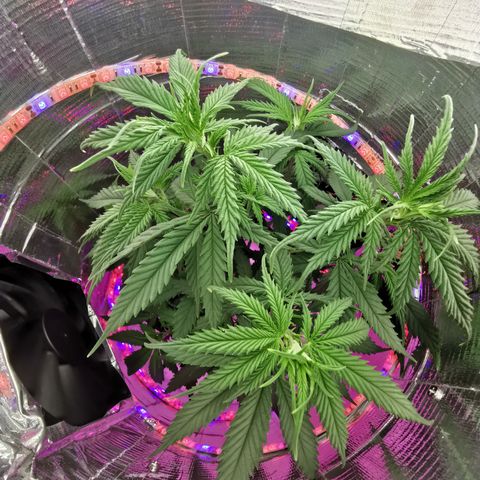 Lucia the 2nd growlog timeline photo