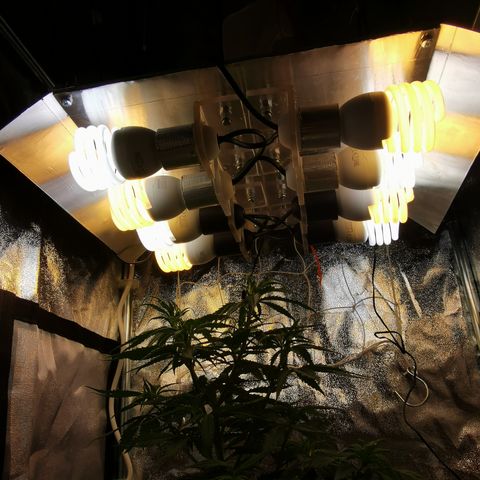 Lucia the 2nd growlog timeline photo