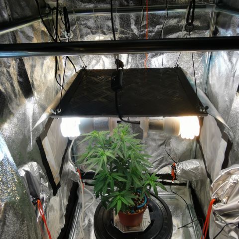 Lucia the 2nd growlog timeline photo
