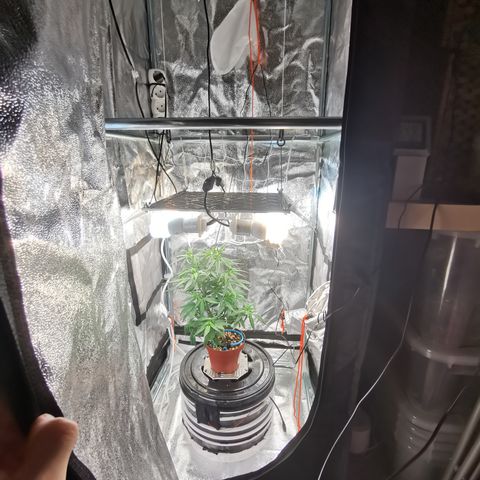 Lucia the 2nd growlog timeline photo