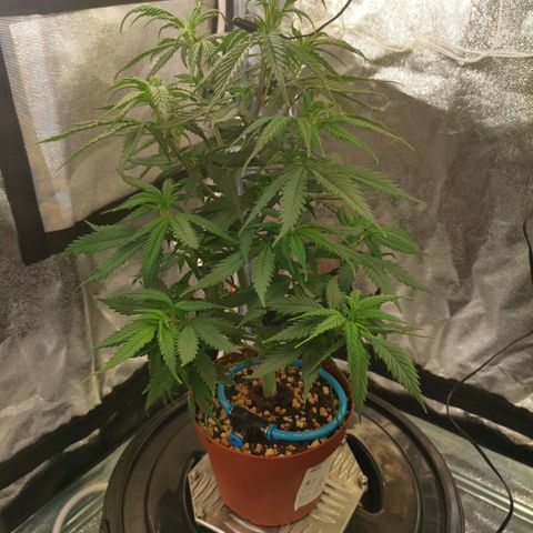 Lucia the 2nd growlog timeline photo