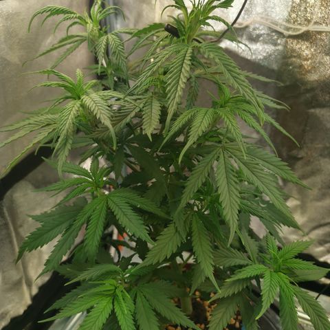 Lucia the 2nd growlog timeline photo