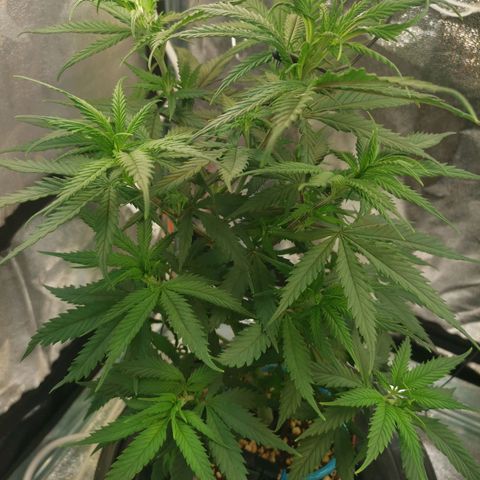 Lucia the 2nd growlog timeline photo