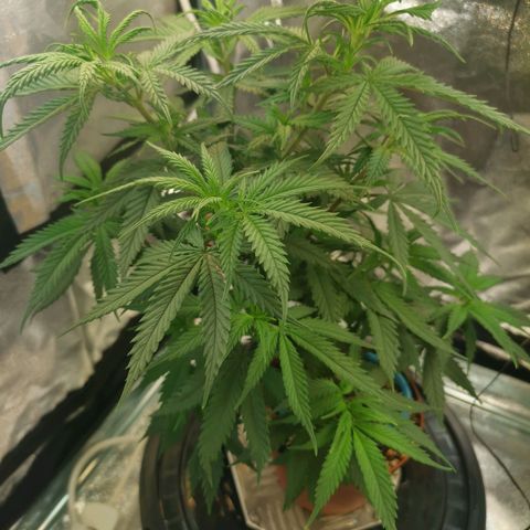 Lucia the 2nd growlog timeline photo