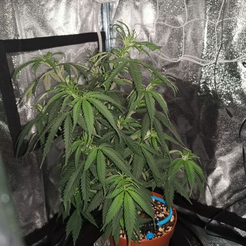 Lucia the 2nd growlog timeline photo