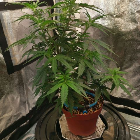 Lucia the 2nd growlog timeline photo