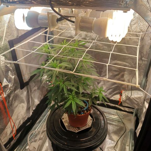 Lucia the 2nd growlog timeline photo