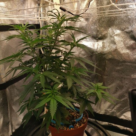 Lucia the 2nd growlog timeline photo
