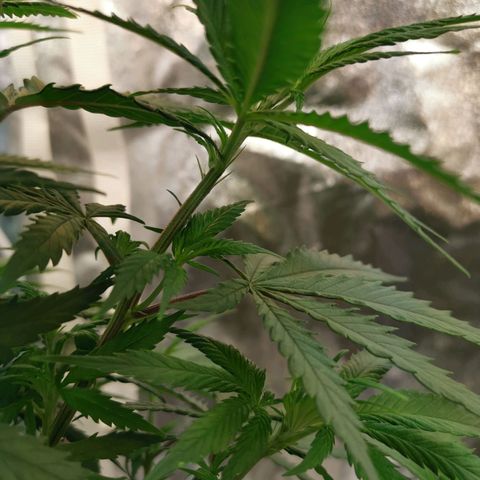 Lucia the 2nd growlog timeline photo