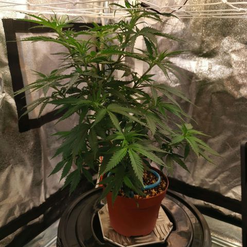 Lucia the 2nd growlog timeline photo