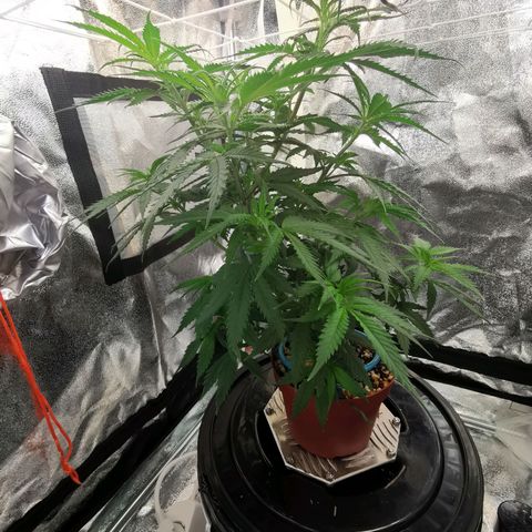 Lucia the 2nd growlog timeline photo