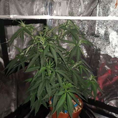 Lucia the 2nd growlog timeline photo