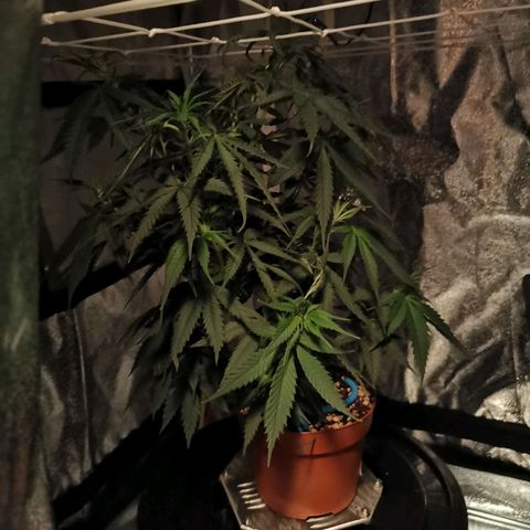 Lucia the 2nd growlog timeline photo