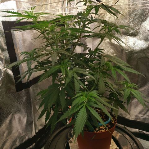 Lucia the 2nd growlog timeline photo