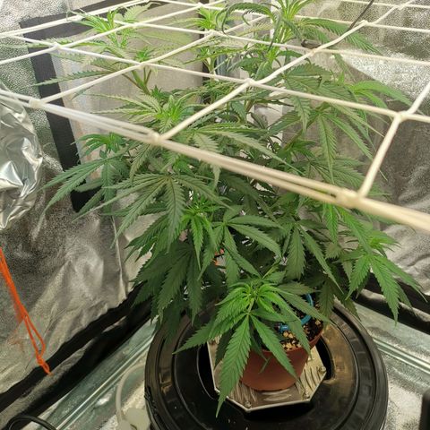 Lucia the 2nd growlog timeline photo