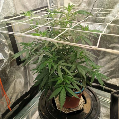 Lucia the 2nd growlog timeline photo