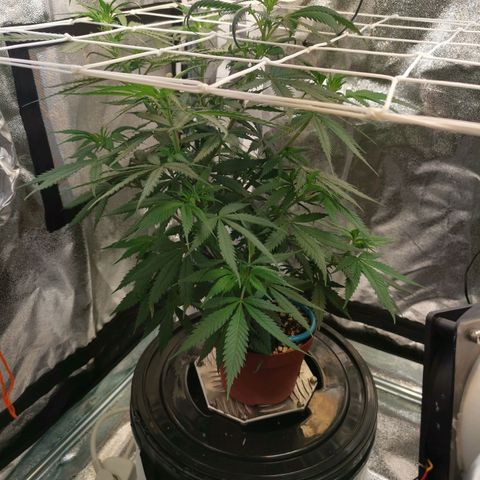 Lucia the 2nd growlog timeline photo