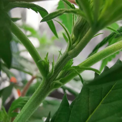Lucia the 2nd growlog timeline photo