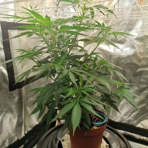 Lucia the 2nd growlog timeline photo