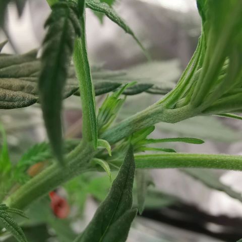 Lucia the 2nd growlog timeline photo