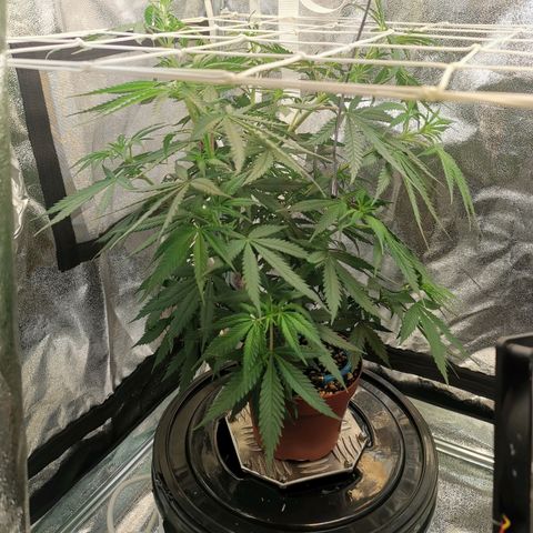 Lucia the 2nd growlog timeline photo