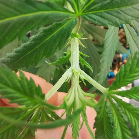 Lucia the 2nd growlog timeline photo