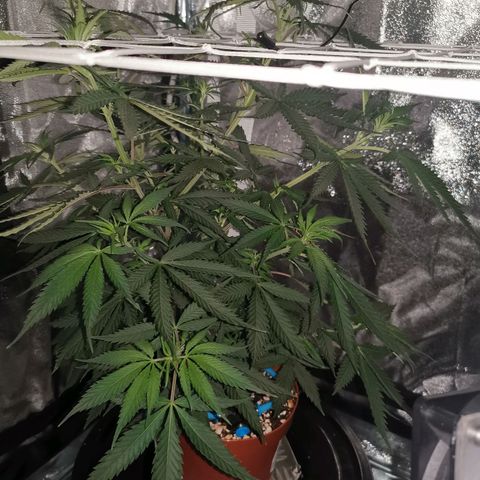 Lucia the 2nd growlog timeline photo