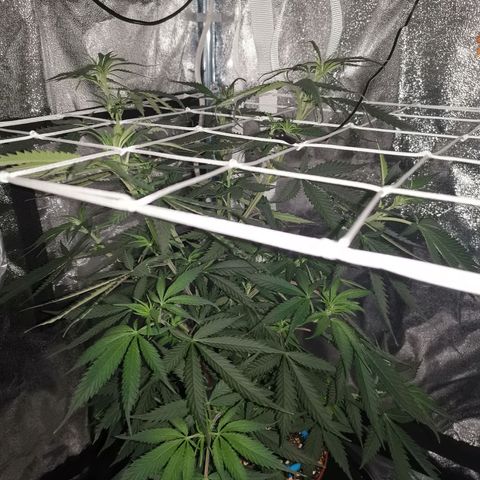 Lucia the 2nd growlog timeline photo