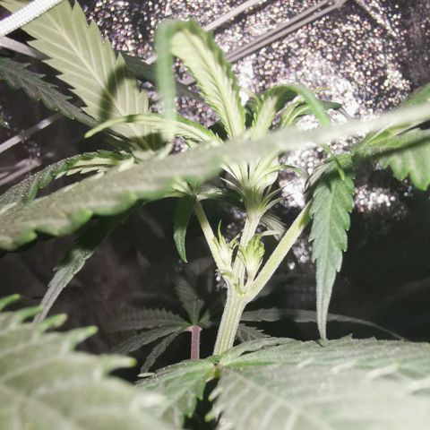 Lucia the 2nd growlog timeline photo